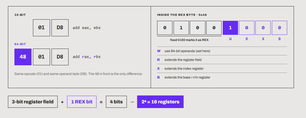 Rex prefix